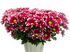 Бакарди