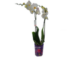 Орхидея
