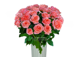 Лондон Ай/розы пионовидные